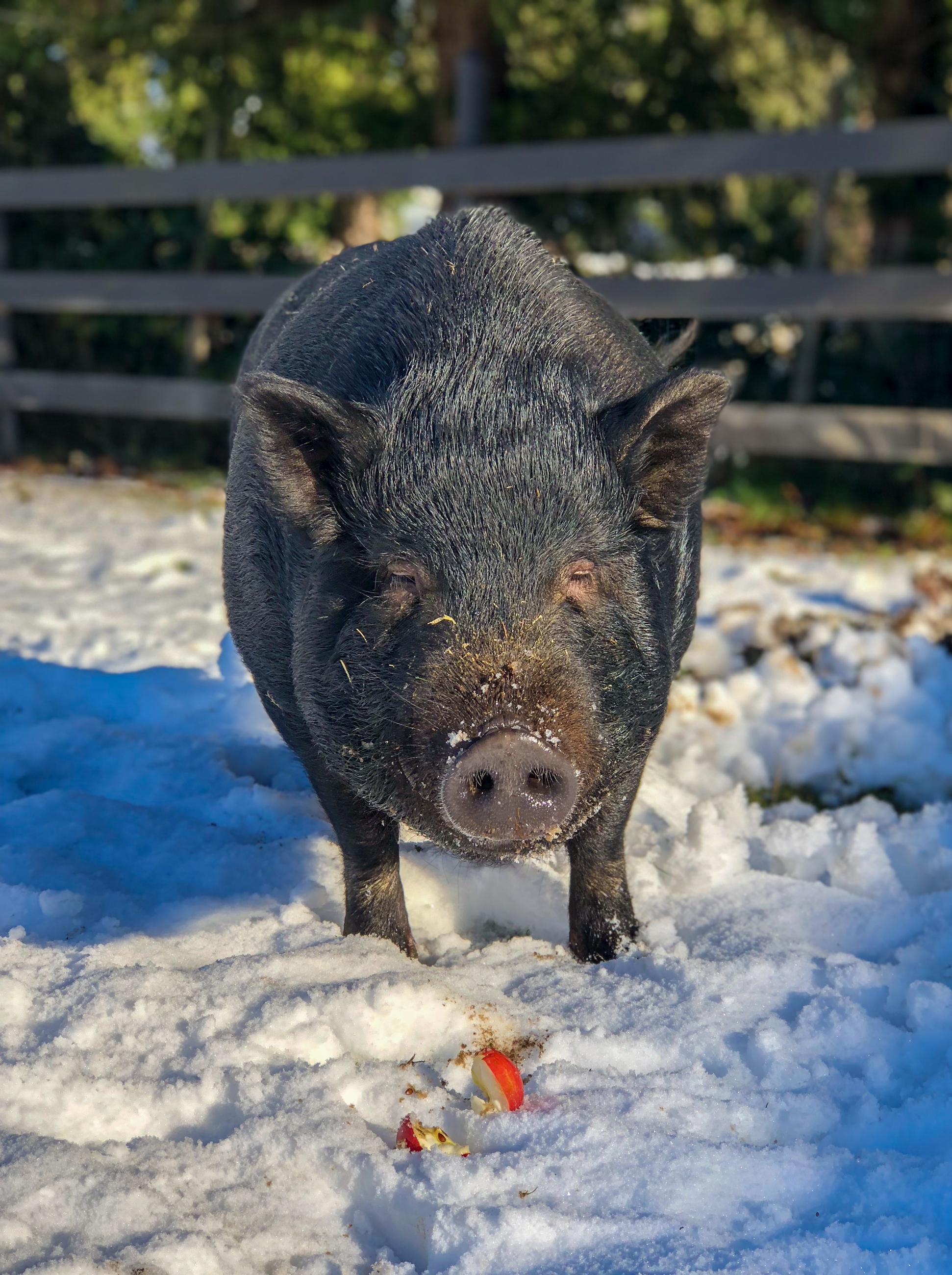 betty-the-pot-belly-pig