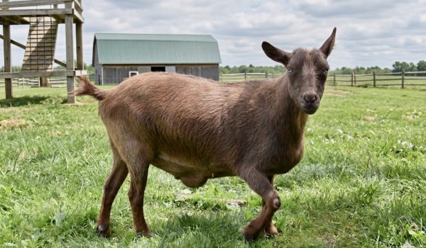 Sweet and gentle Remy