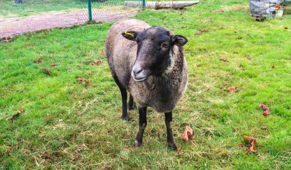 cassie-sheep
