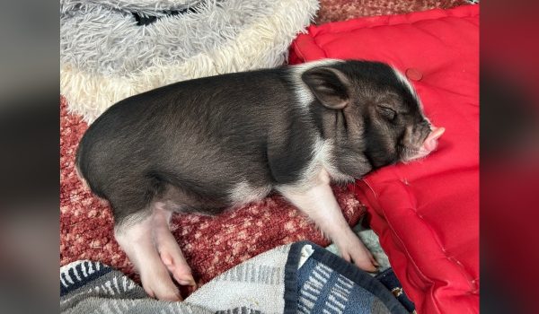 piglet 1920x800 background